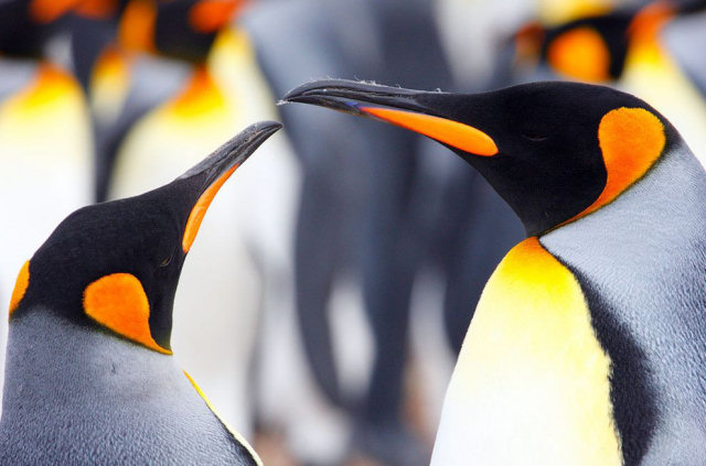 Casal de pinguins 