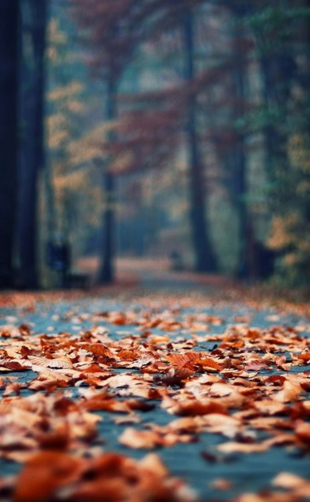 foto folhas secas outono paisagem 